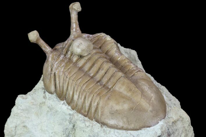 Asaphus Kowalewskii Trilobite With Brachiopod - Russia #89999